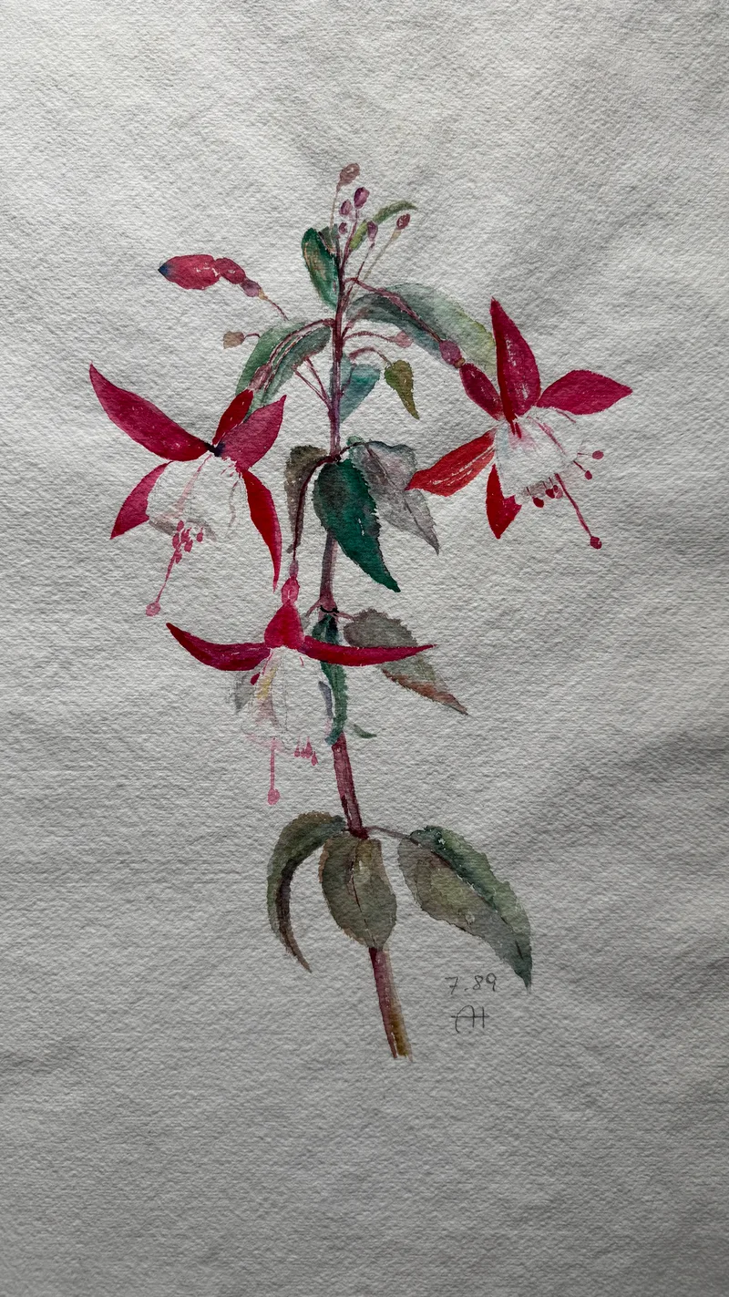 Monogrammist AH, Blumenskizze Fuchsie?, Watercolour on paper