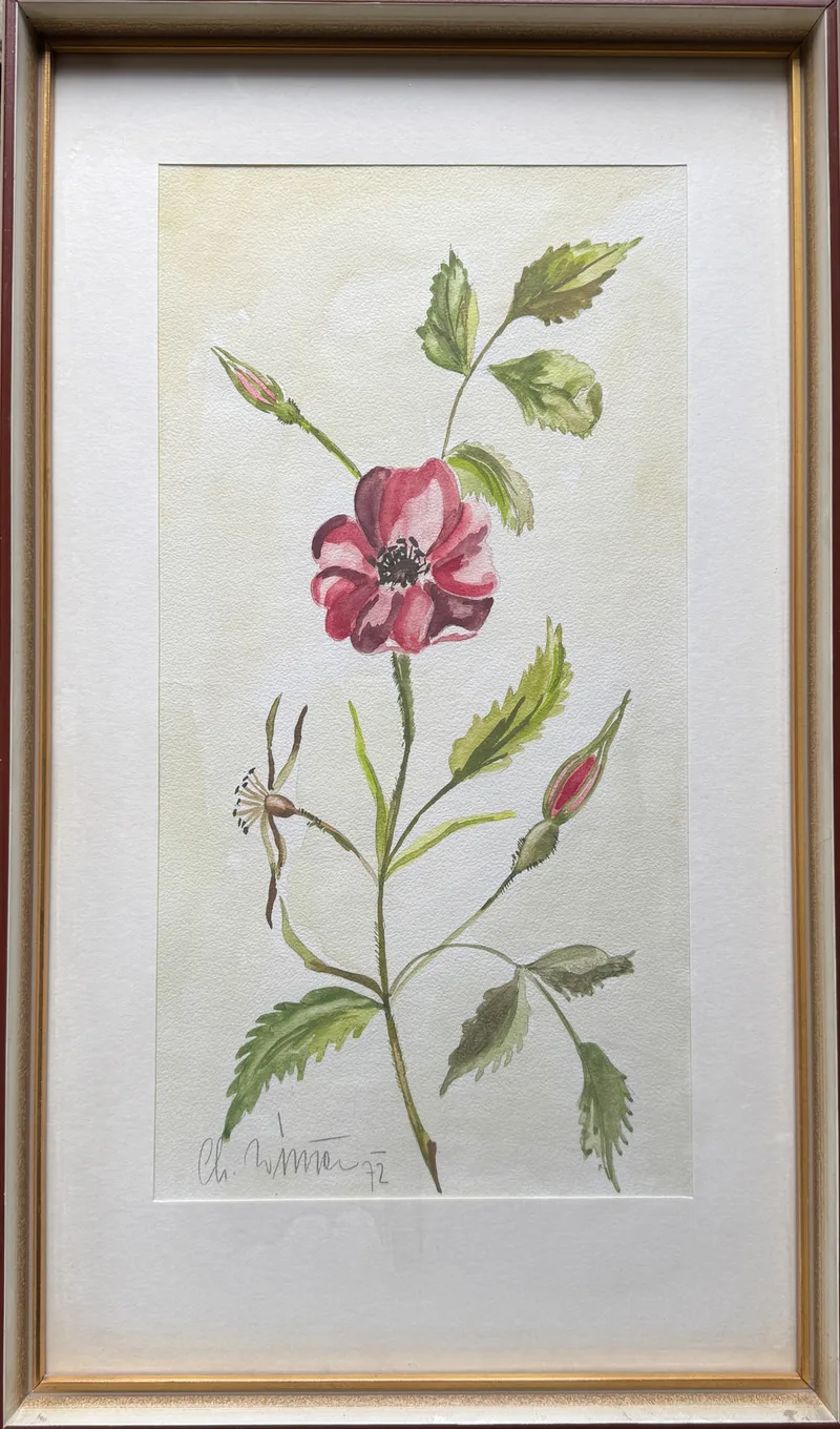 Ch. Wimmer, Florale Skizze rot, Aquarell